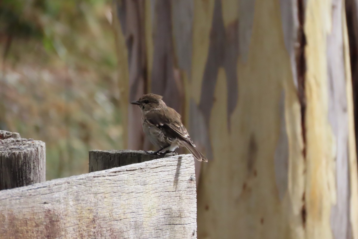 Dusky Robin - Christine Rand