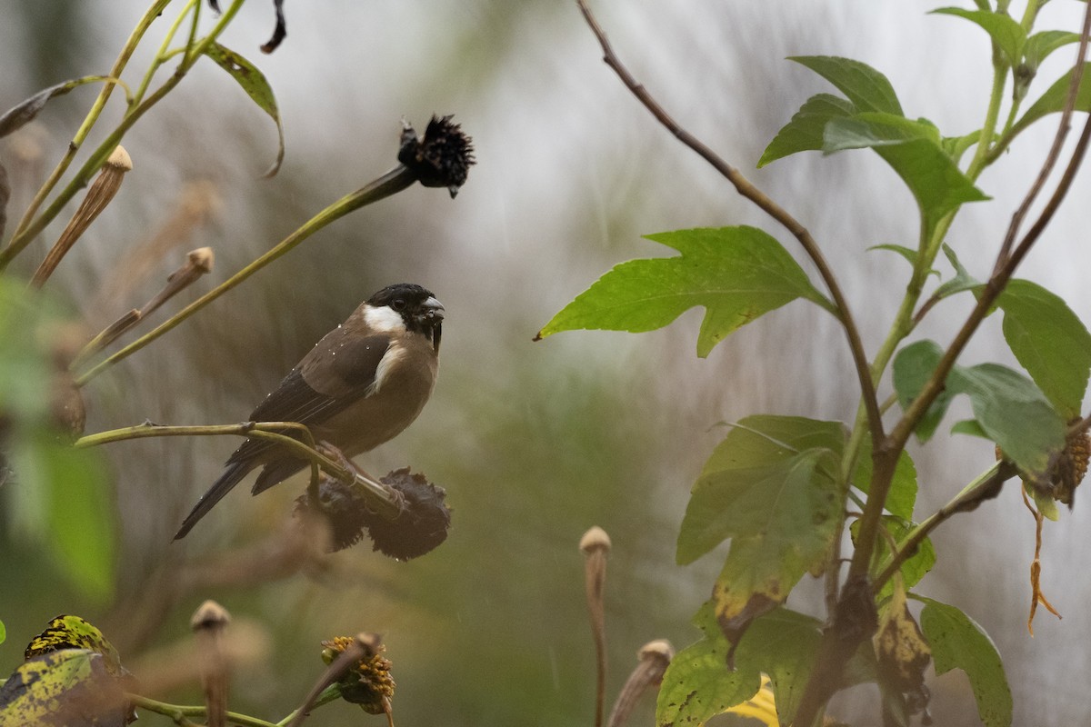 White-cheeked Bullfinch - ML615698622