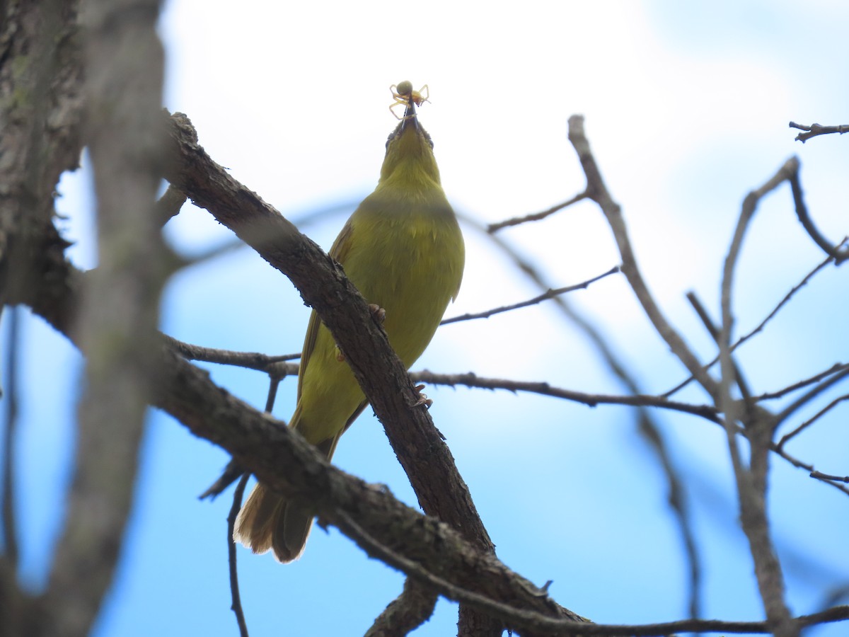 Yellow Honeyeater - Greg Neill