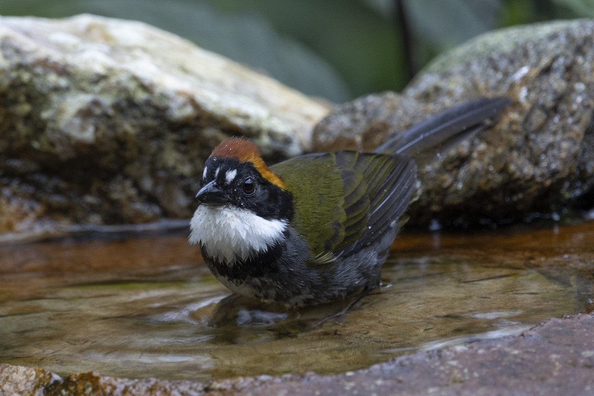 Chestnut-capped Brushfinch - ML615698681