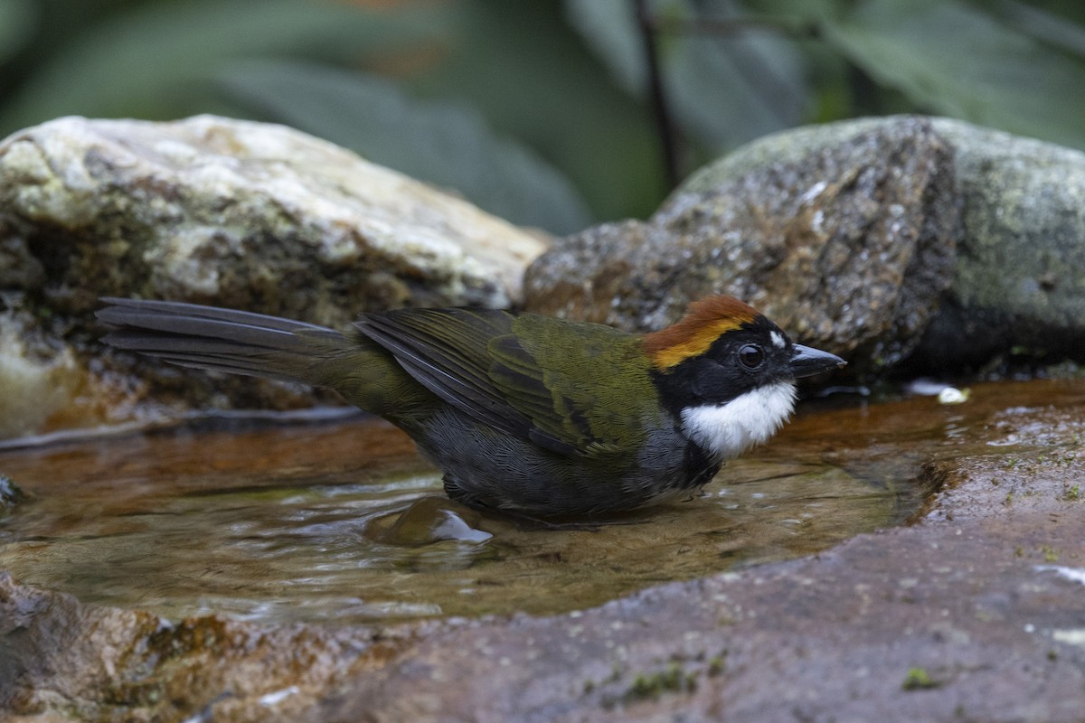 Chestnut-capped Brushfinch - ML615698682
