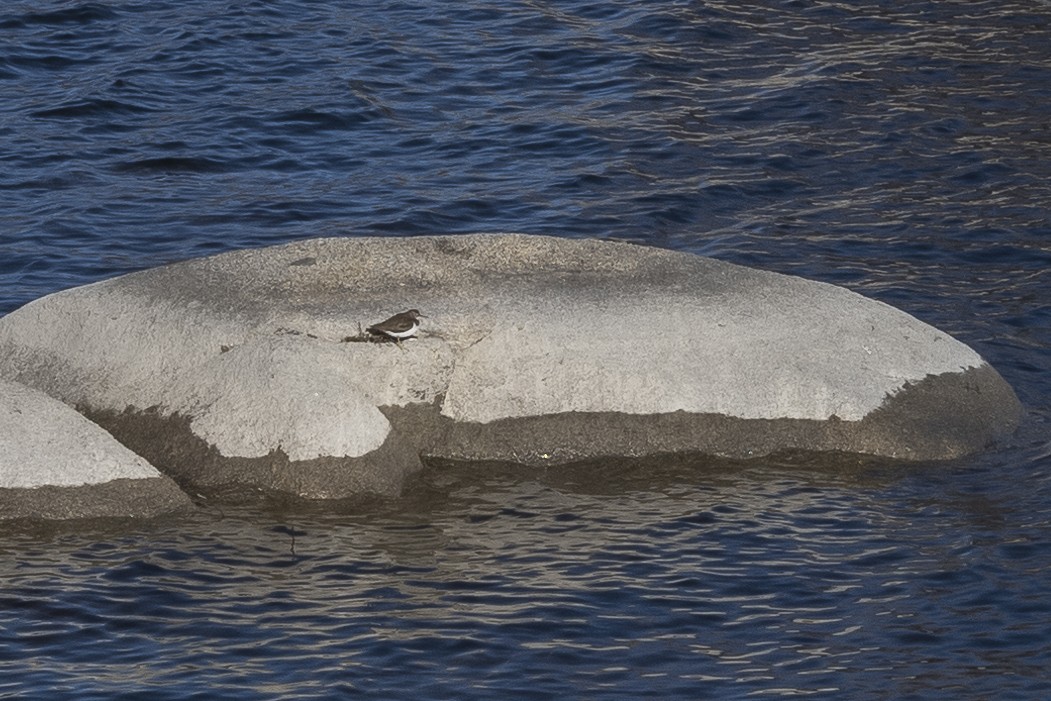 Spotted Sandpiper - ML615698683