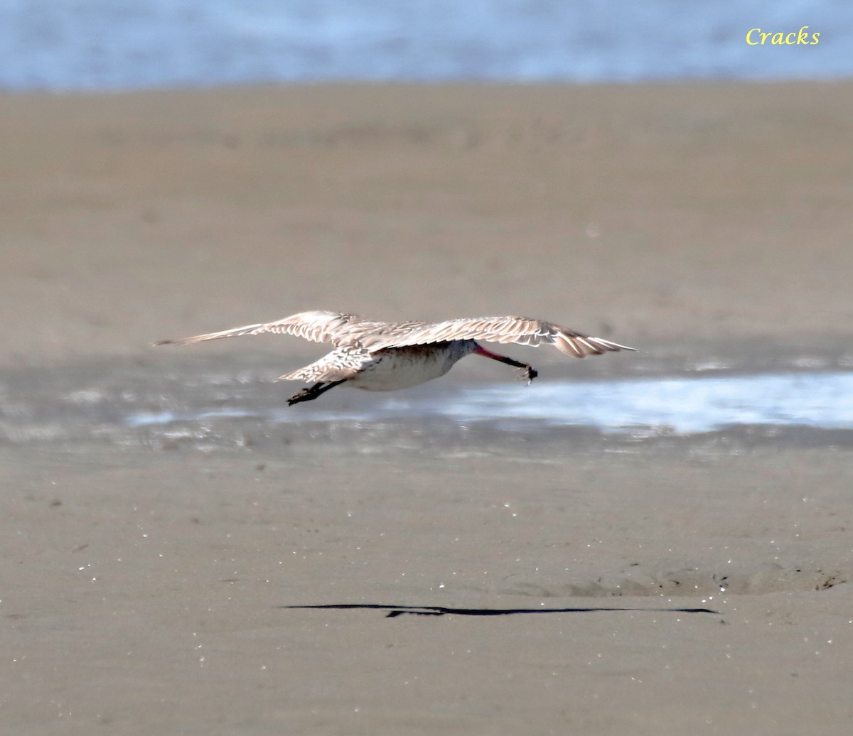 Bar-tailed Godwit - Matt McCrae