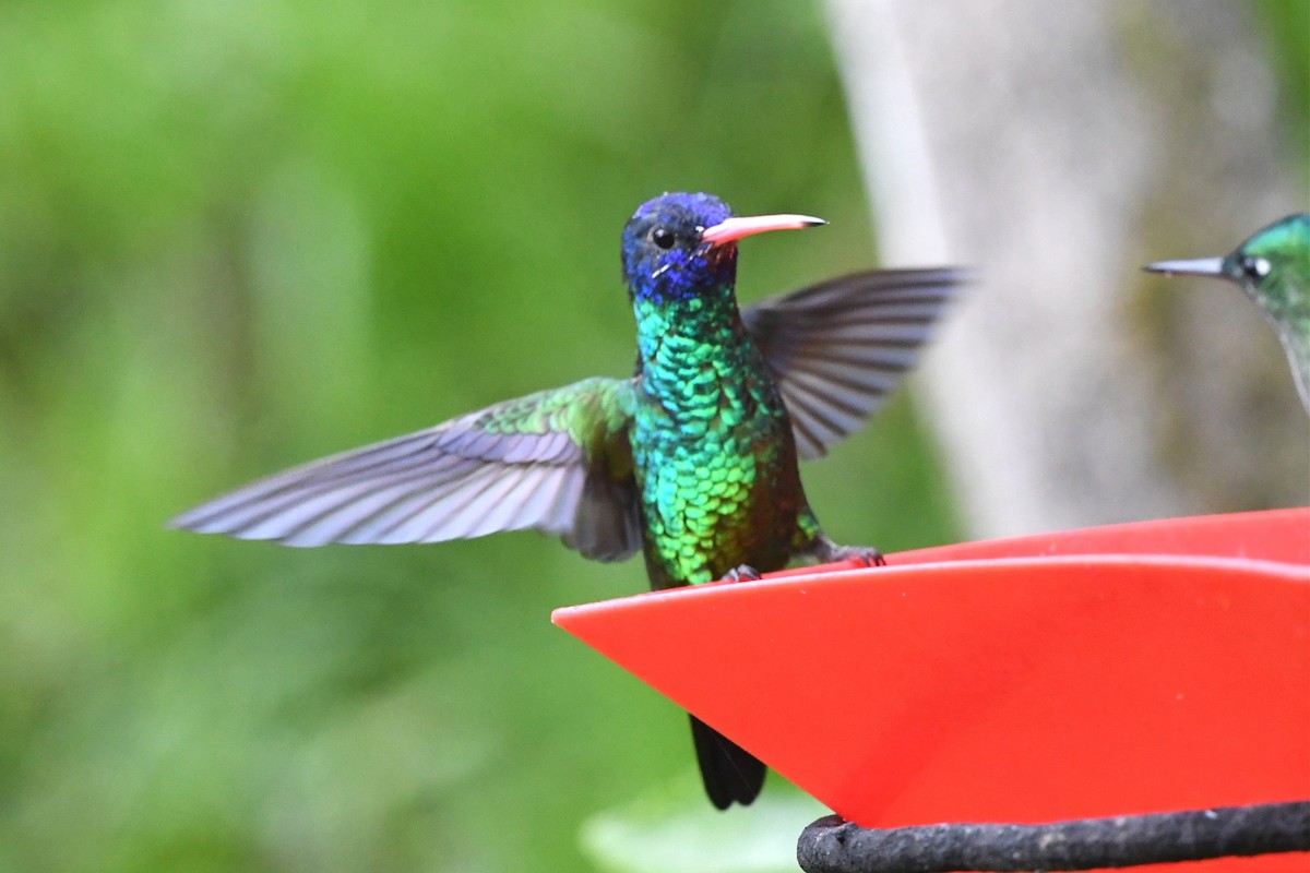 kolibřík modrohlavý - ML615698744