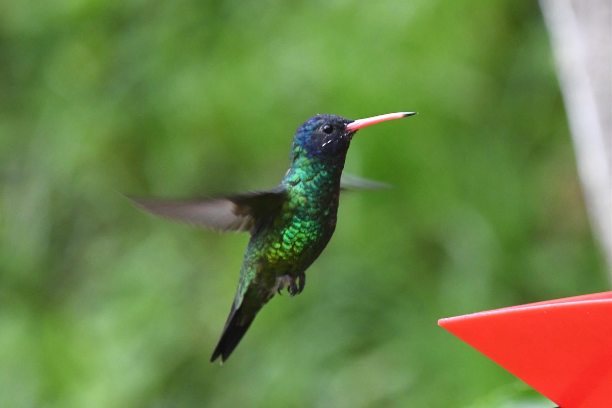 kolibřík modrohlavý - ML615698746