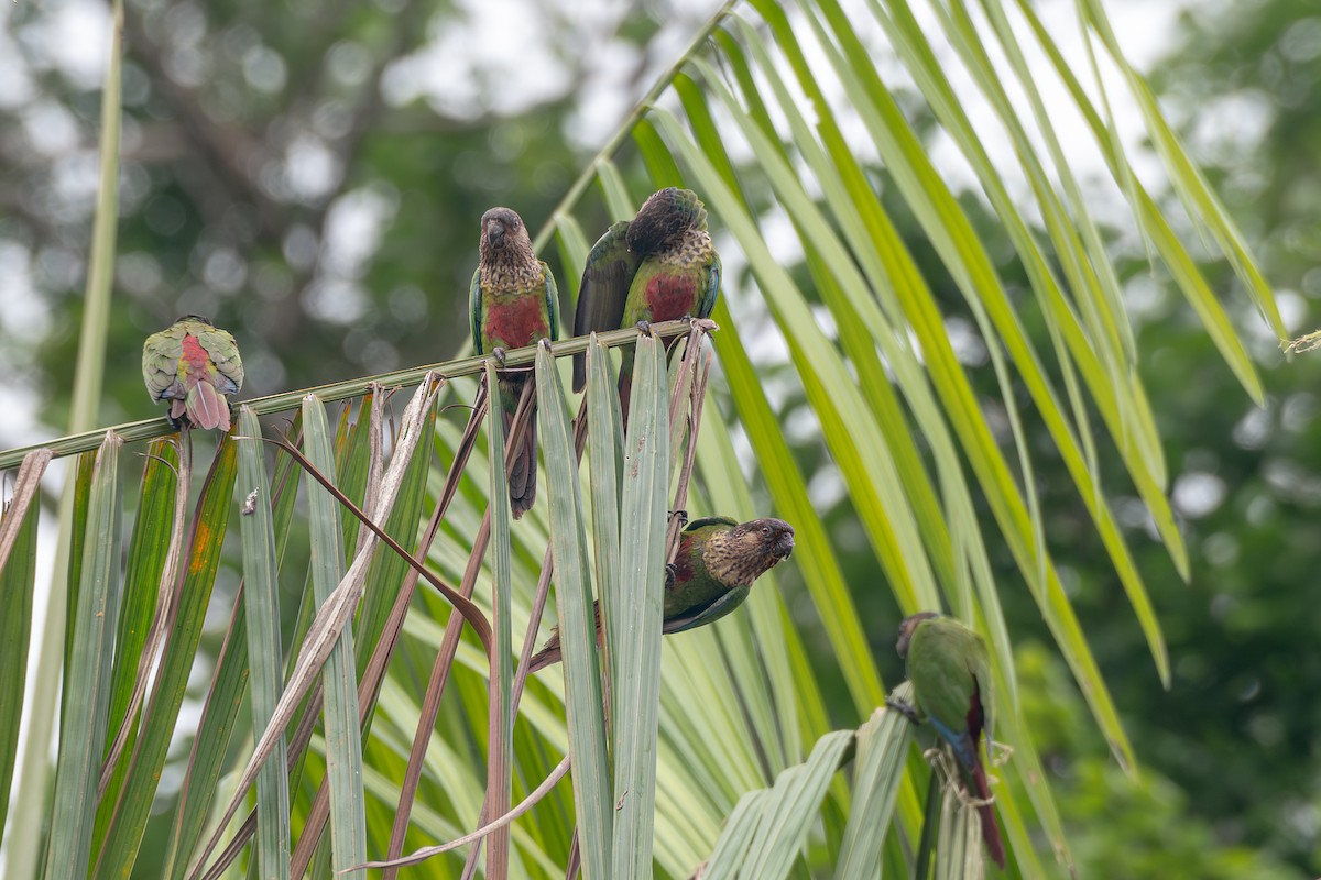 Santarem Parakeet - Victor Castanho