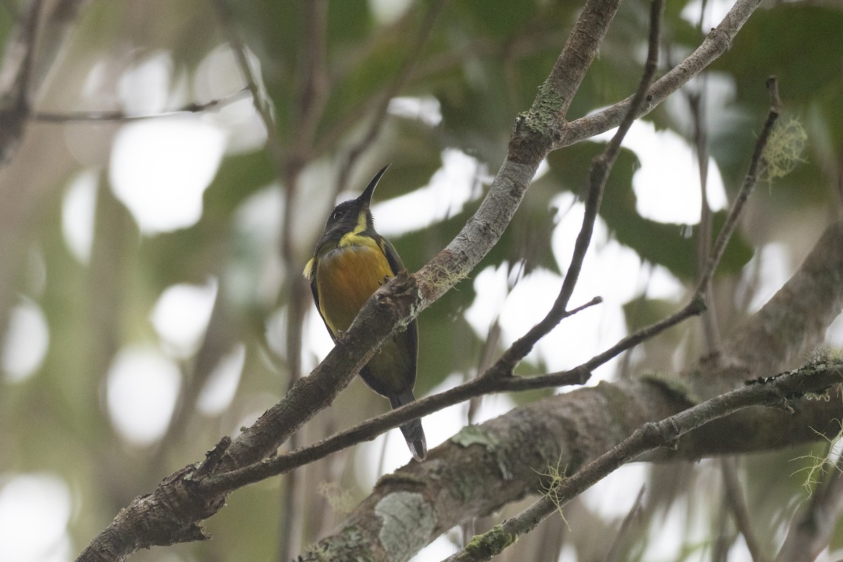 Mindanaonektarvogel - ML615698803