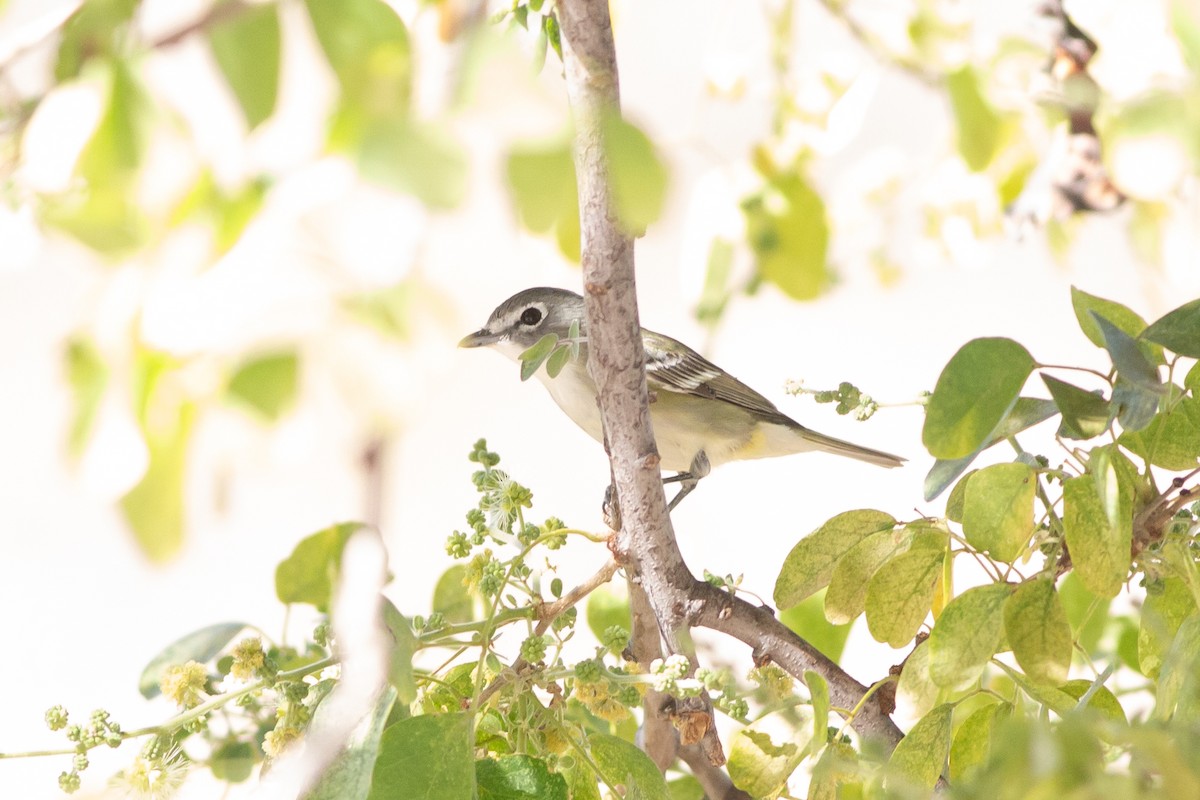 Cassin's Vireo - Nathan French