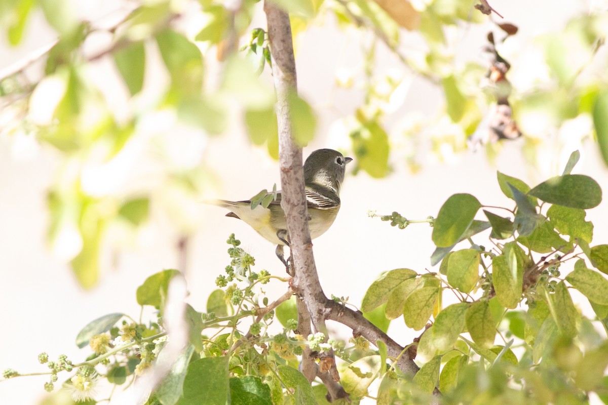 Cassin's Vireo - Nathan French