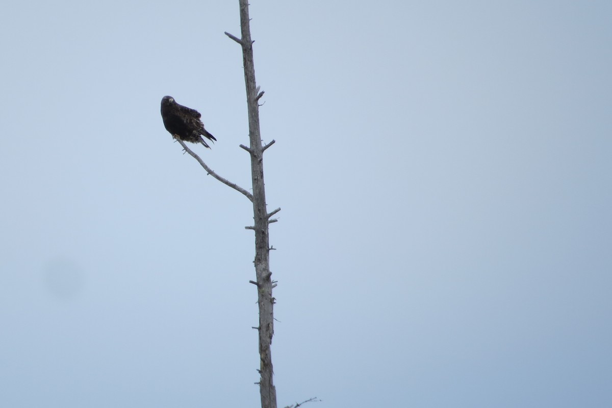 Rough-legged Hawk - ML615698977