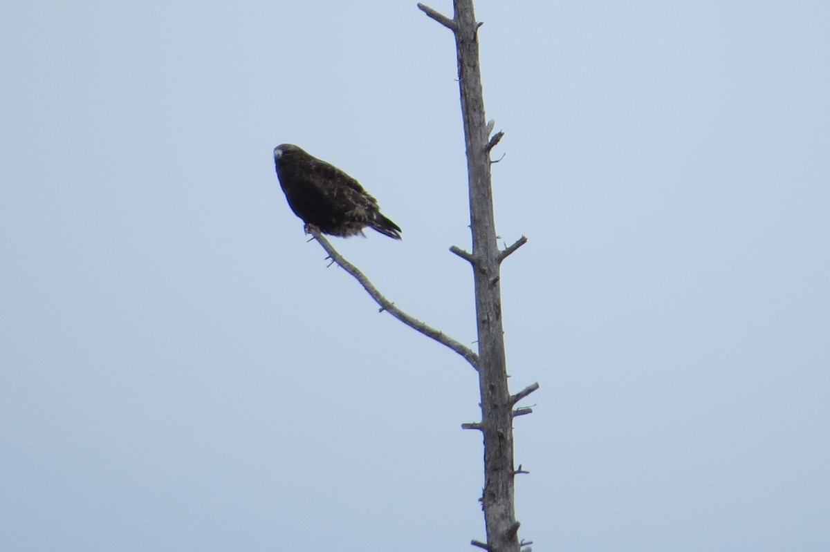 Rough-legged Hawk - ML615698978