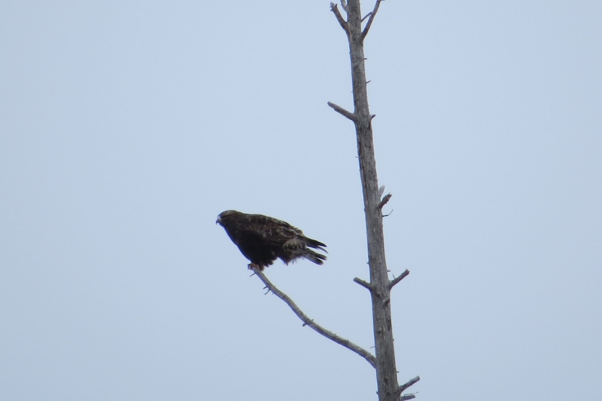 Rough-legged Hawk - ML615698980