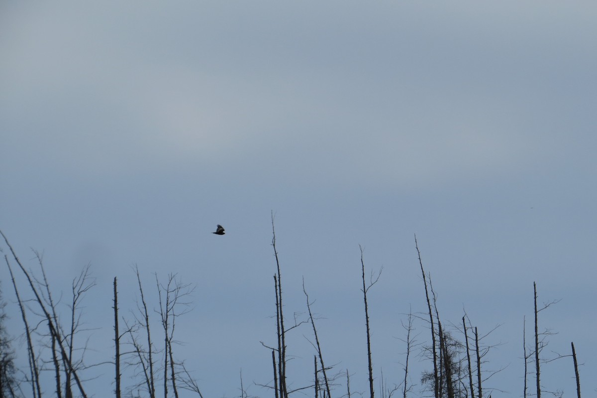 Rough-legged Hawk - ML615698985