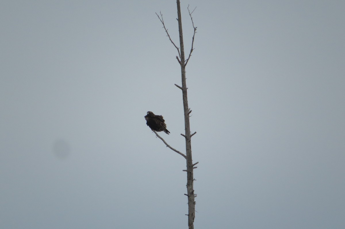 Rough-legged Hawk - ML615698988