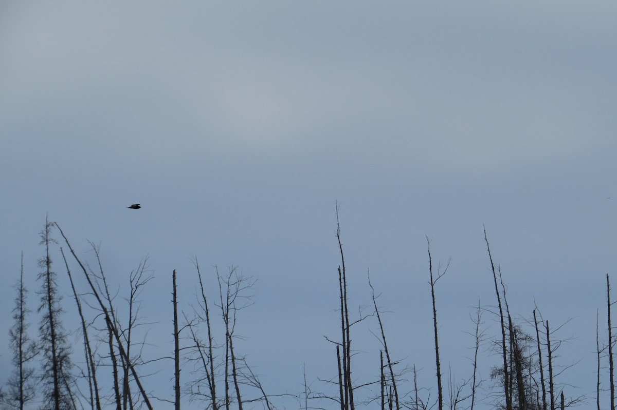 Rough-legged Hawk - ML615698989