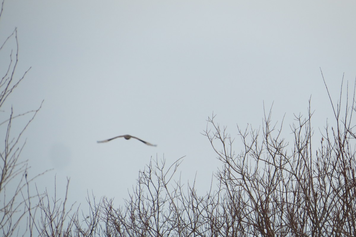 Rough-legged Hawk - ML615698991