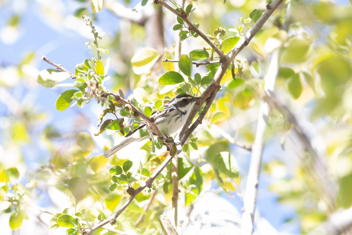 Black-throated Gray Warbler - Nathan French