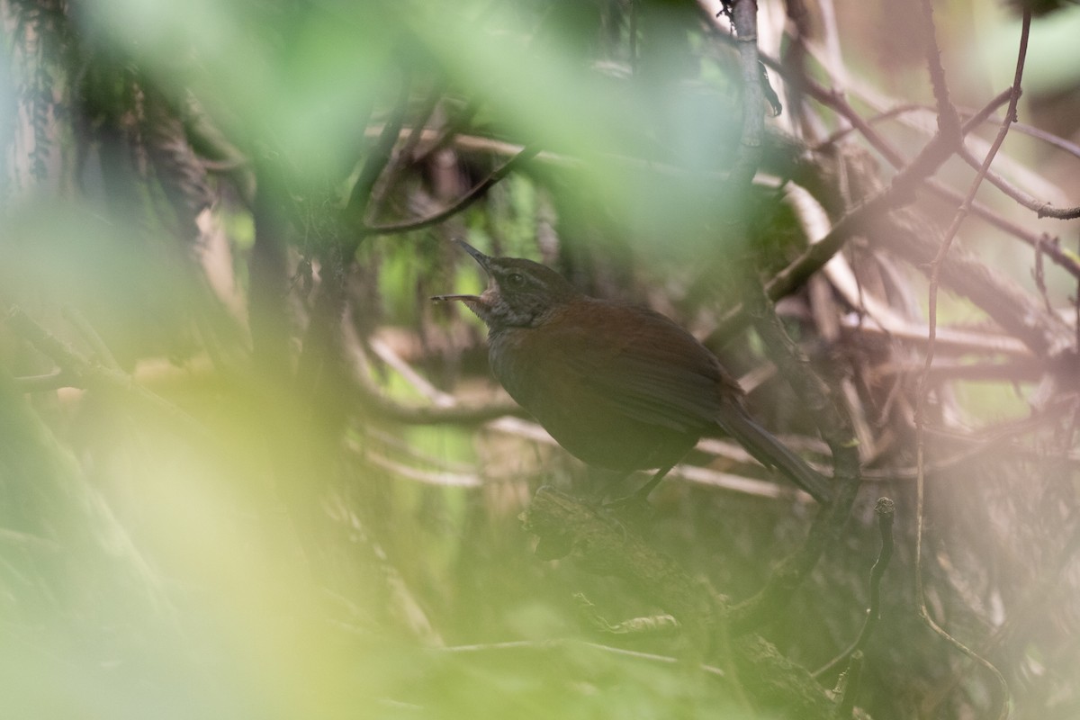 Long-tailed Bush Warbler - ML615699008