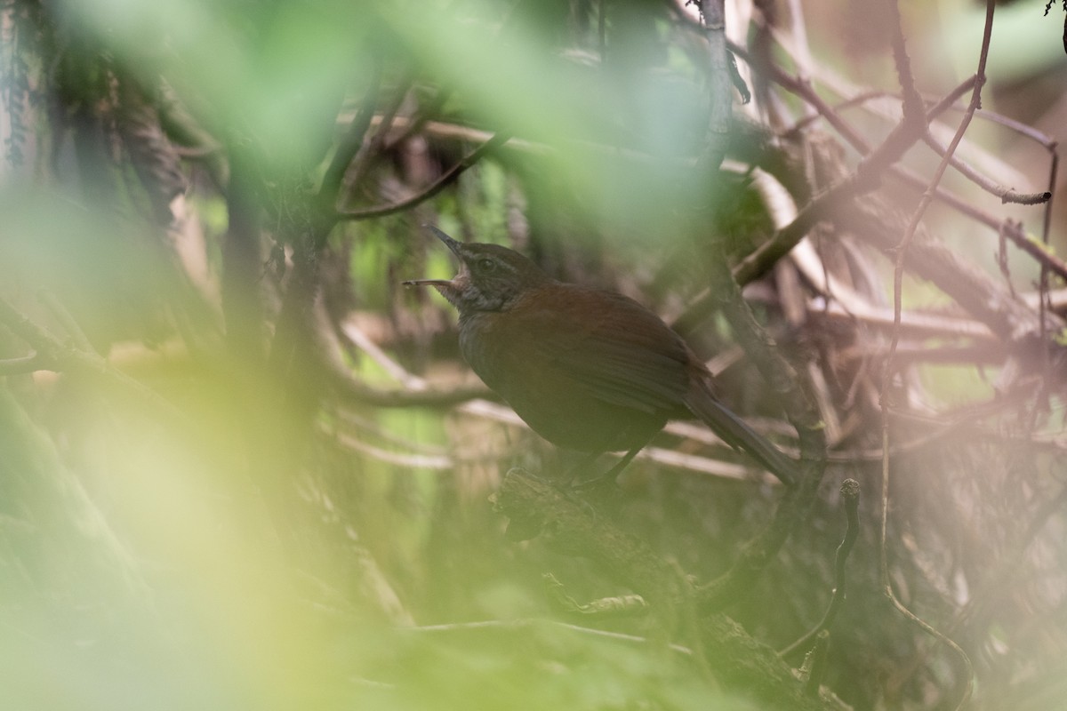 Long-tailed Bush Warbler - ML615699010