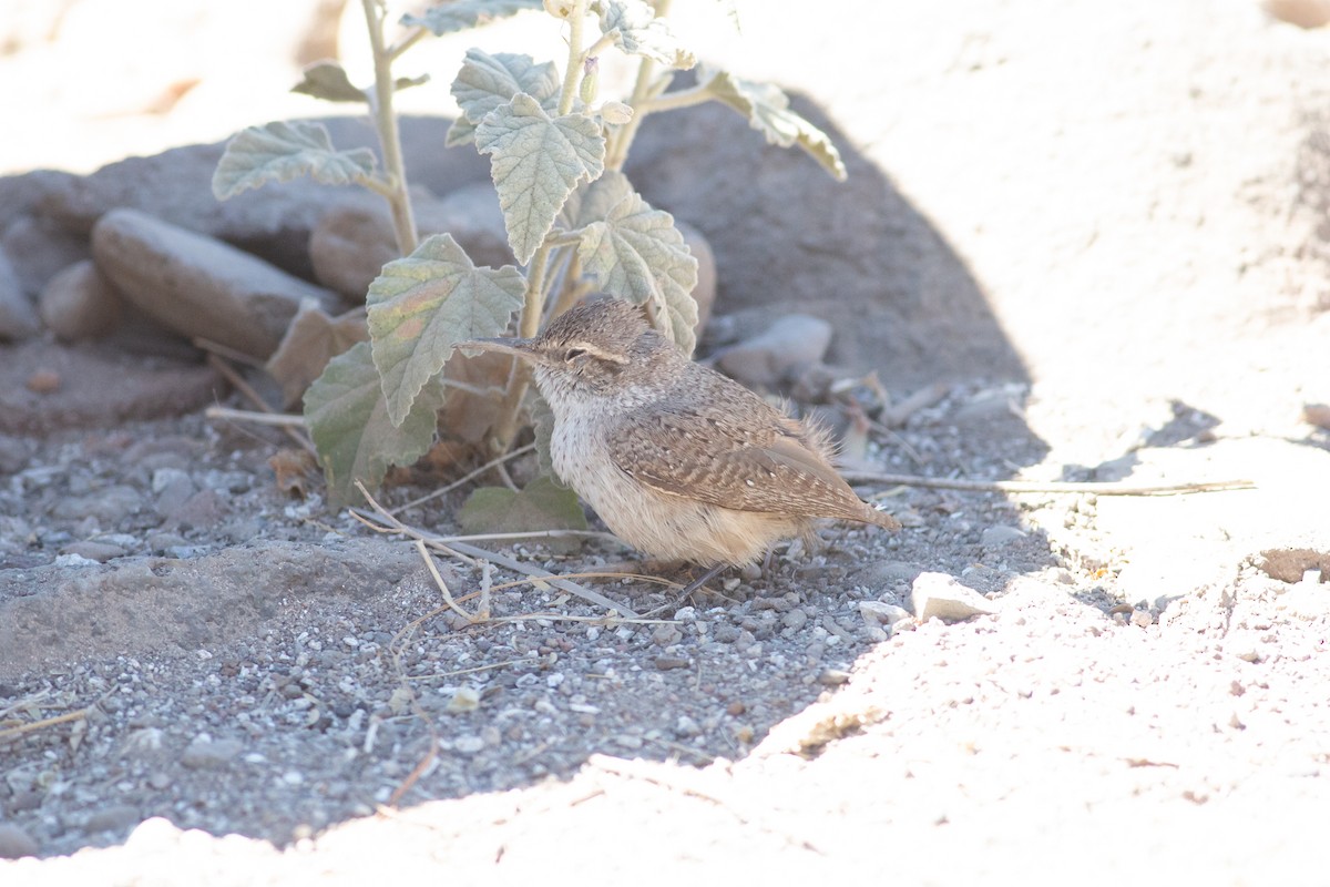 Rock Wren - Nathan French