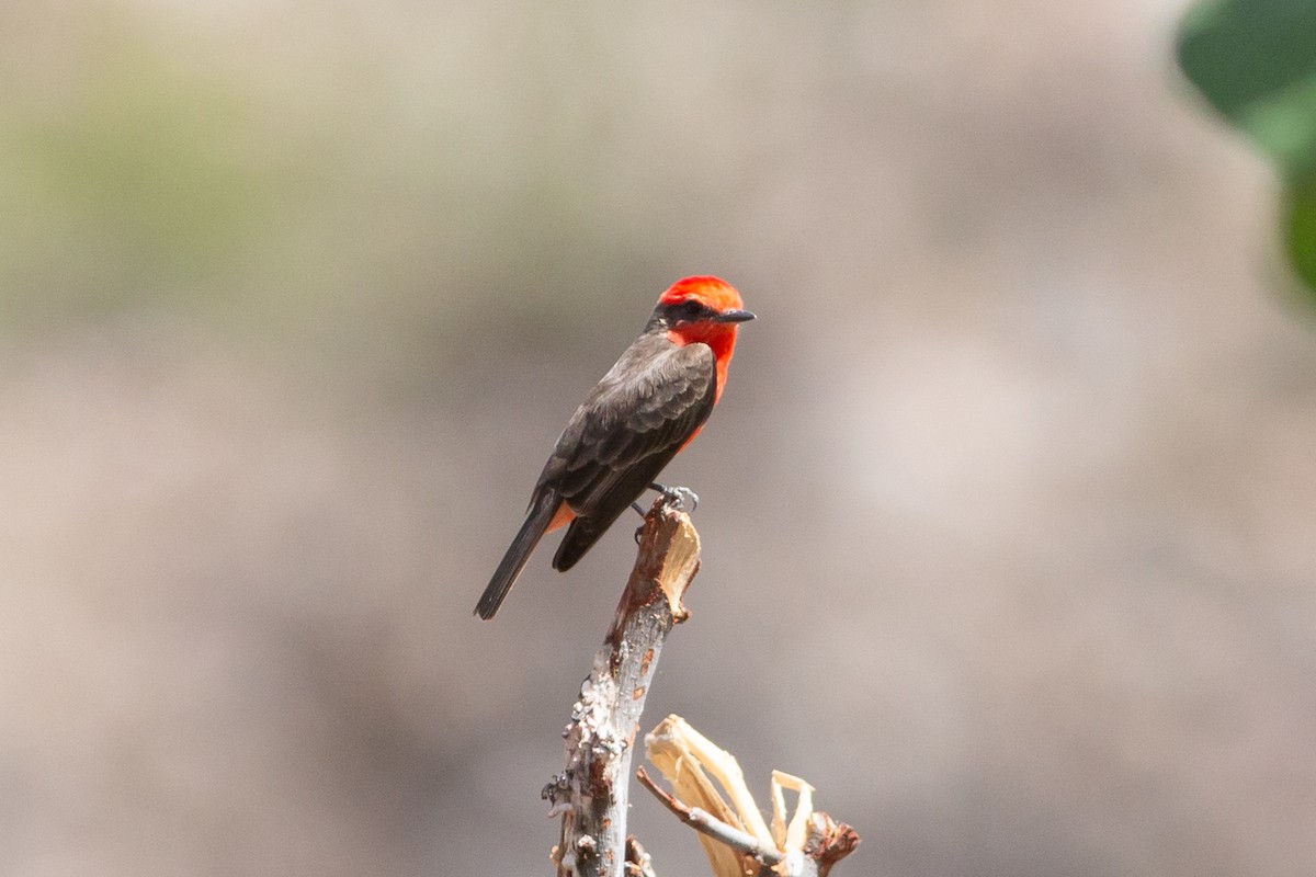 Vermilion Flycatcher - Nathan French