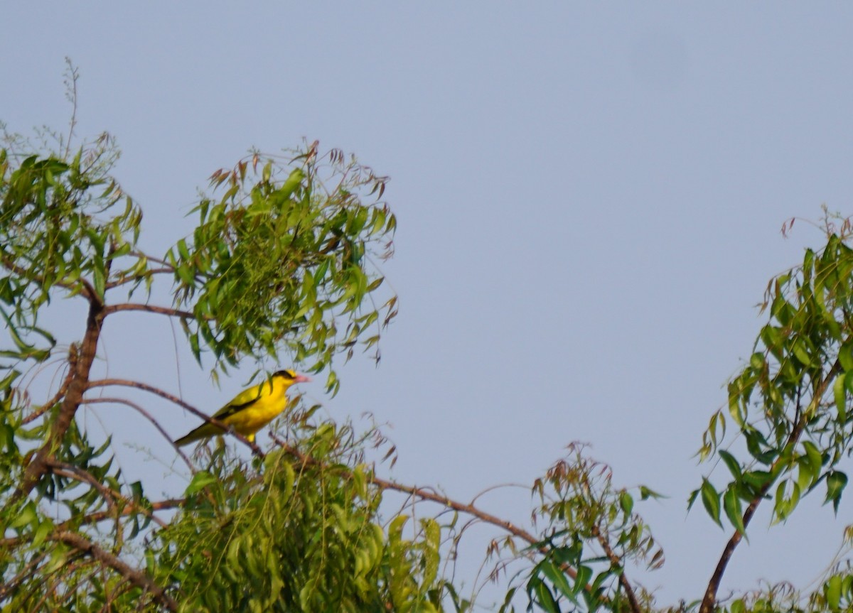 Indian Golden Oriole - Srinidhi Kannan