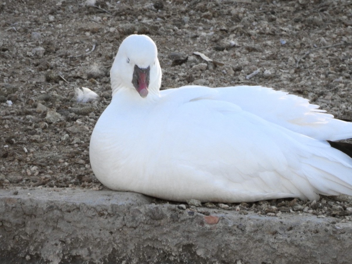 Ross's Goose - ML615699034