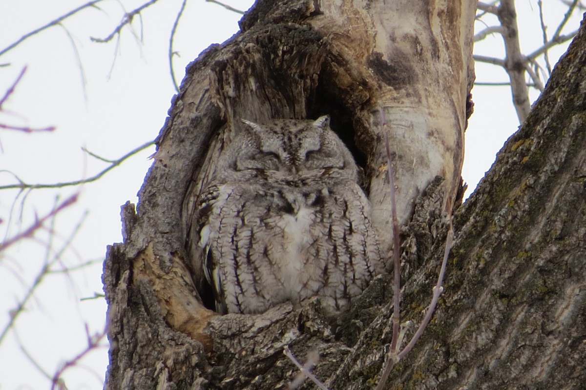 Eastern Screech-Owl - Alan Collier