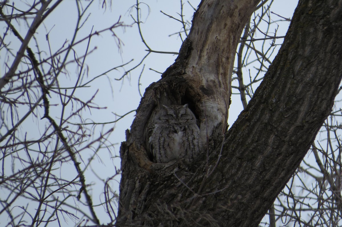 Eastern Screech-Owl - Alan Collier