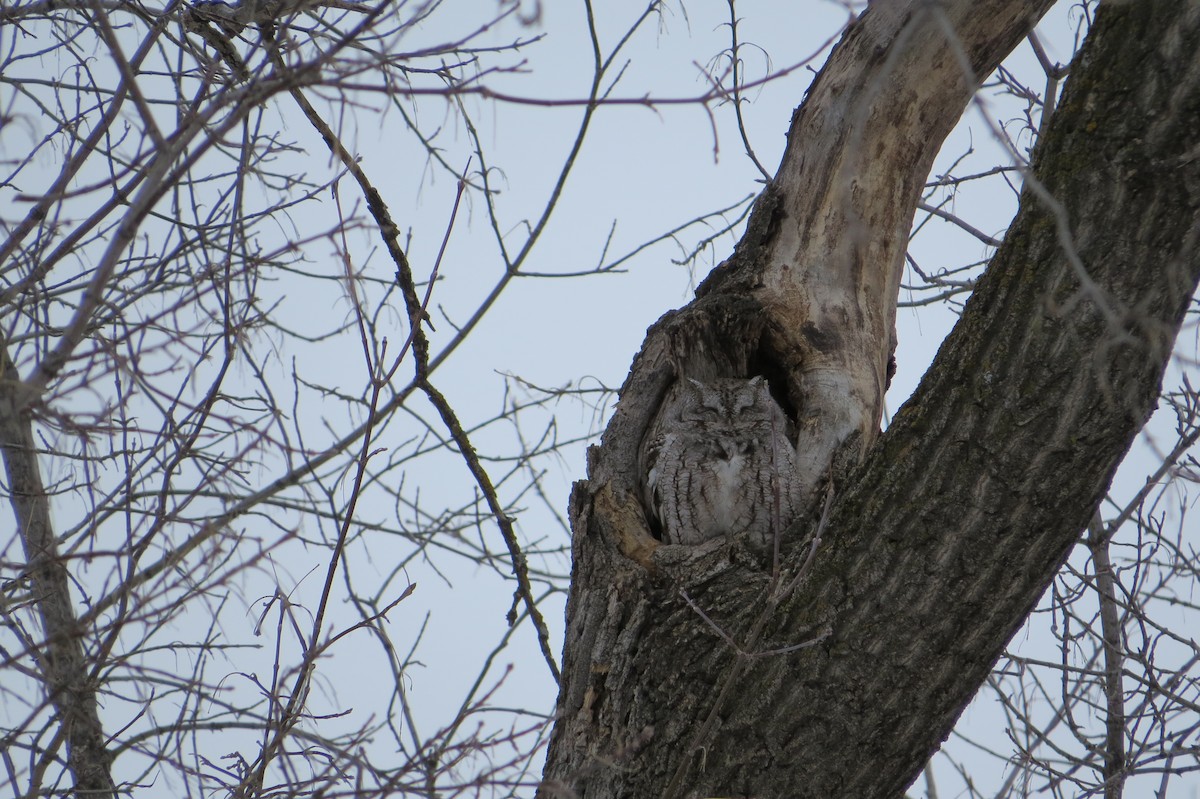 Eastern Screech-Owl - Alan Collier