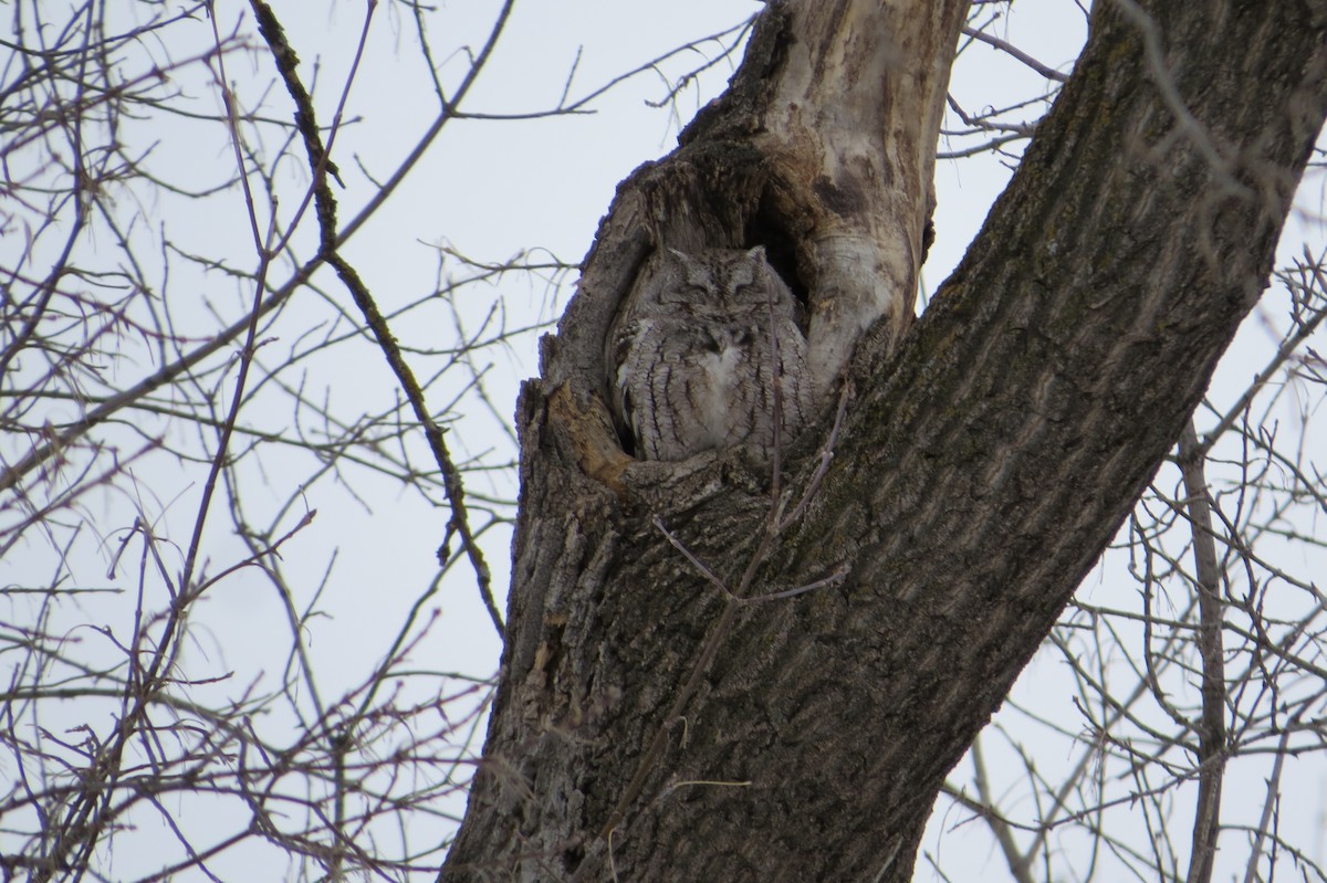 Eastern Screech-Owl - Alan Collier