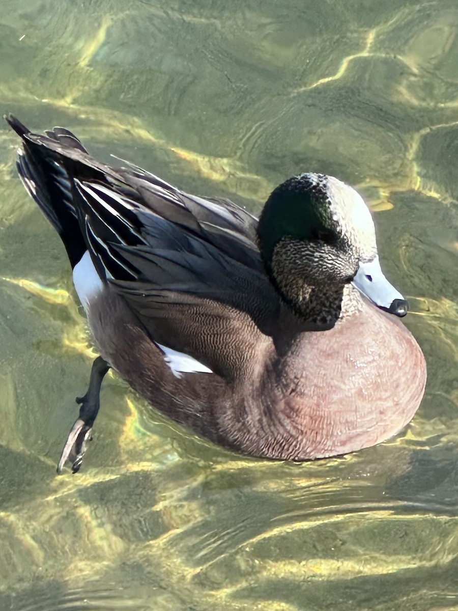 American Wigeon - ML615699071