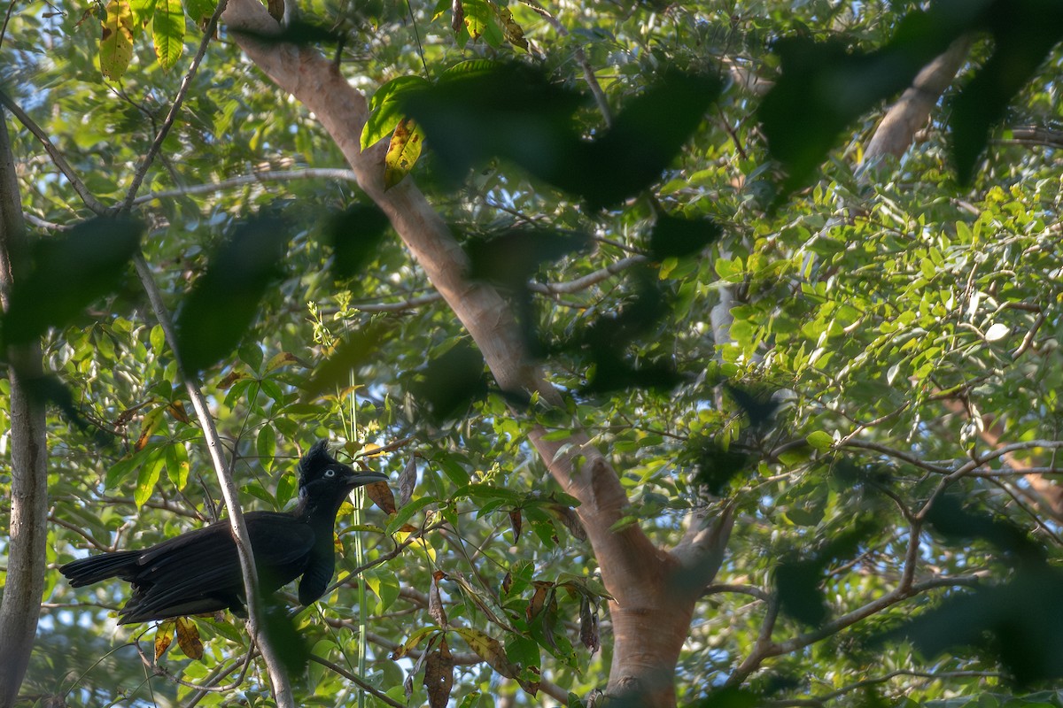 Амазонская зонтичная птица - ML615699082