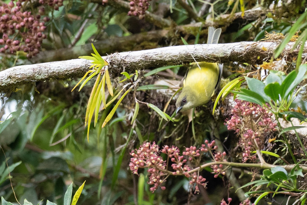 Mindanao White-eye - ML615699096