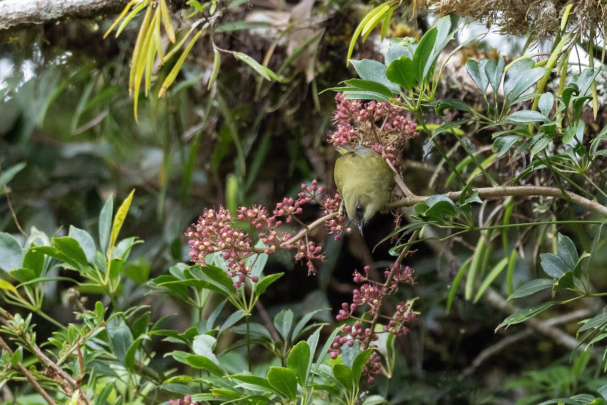 Mindanao White-eye - ML615699097