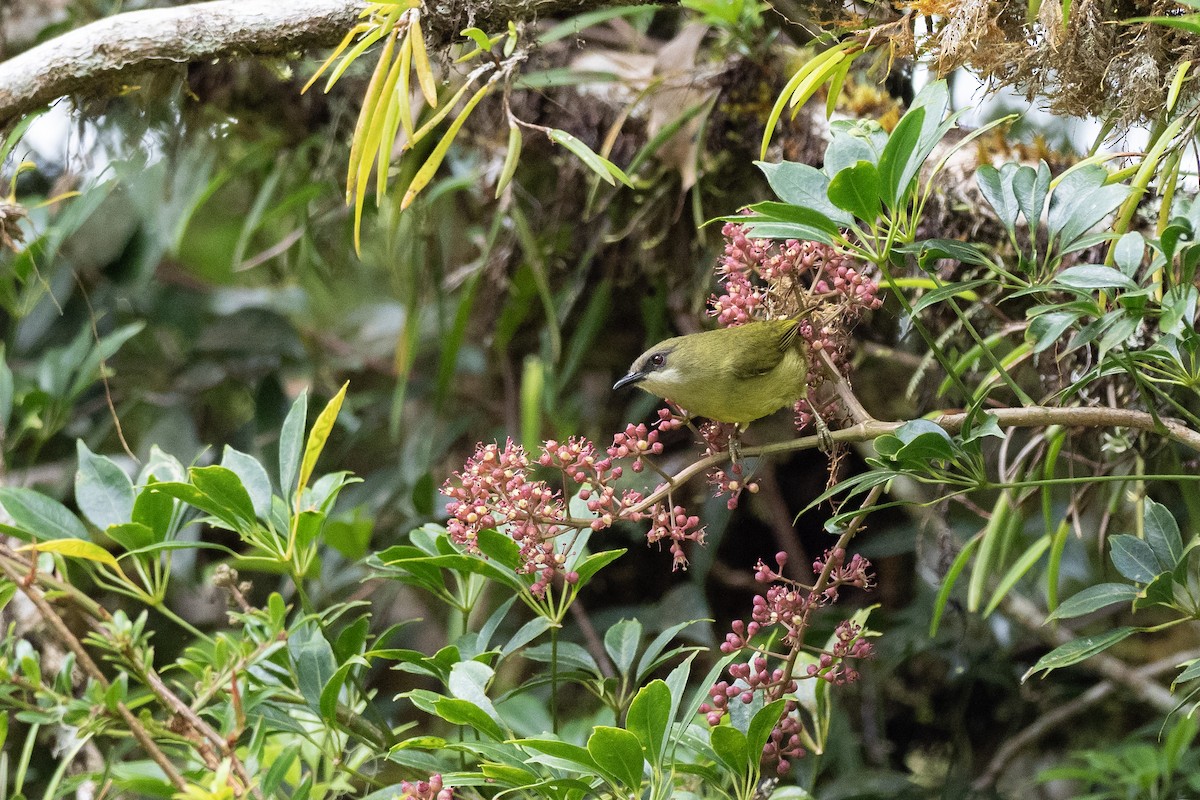 Mindanao White-eye - ML615699099