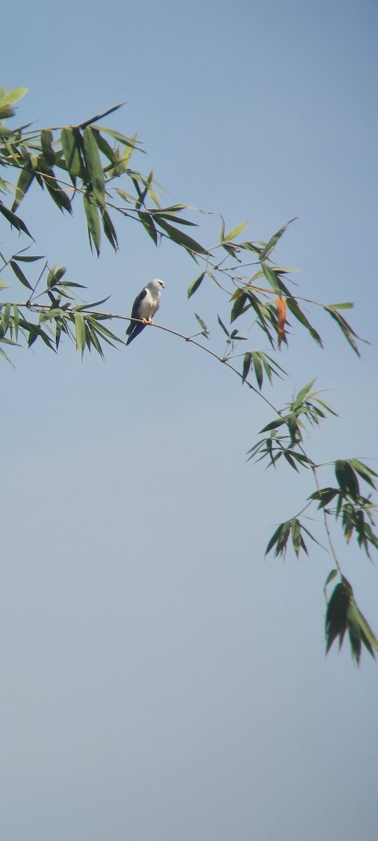 Black-winged Kite - Krishna Devkota