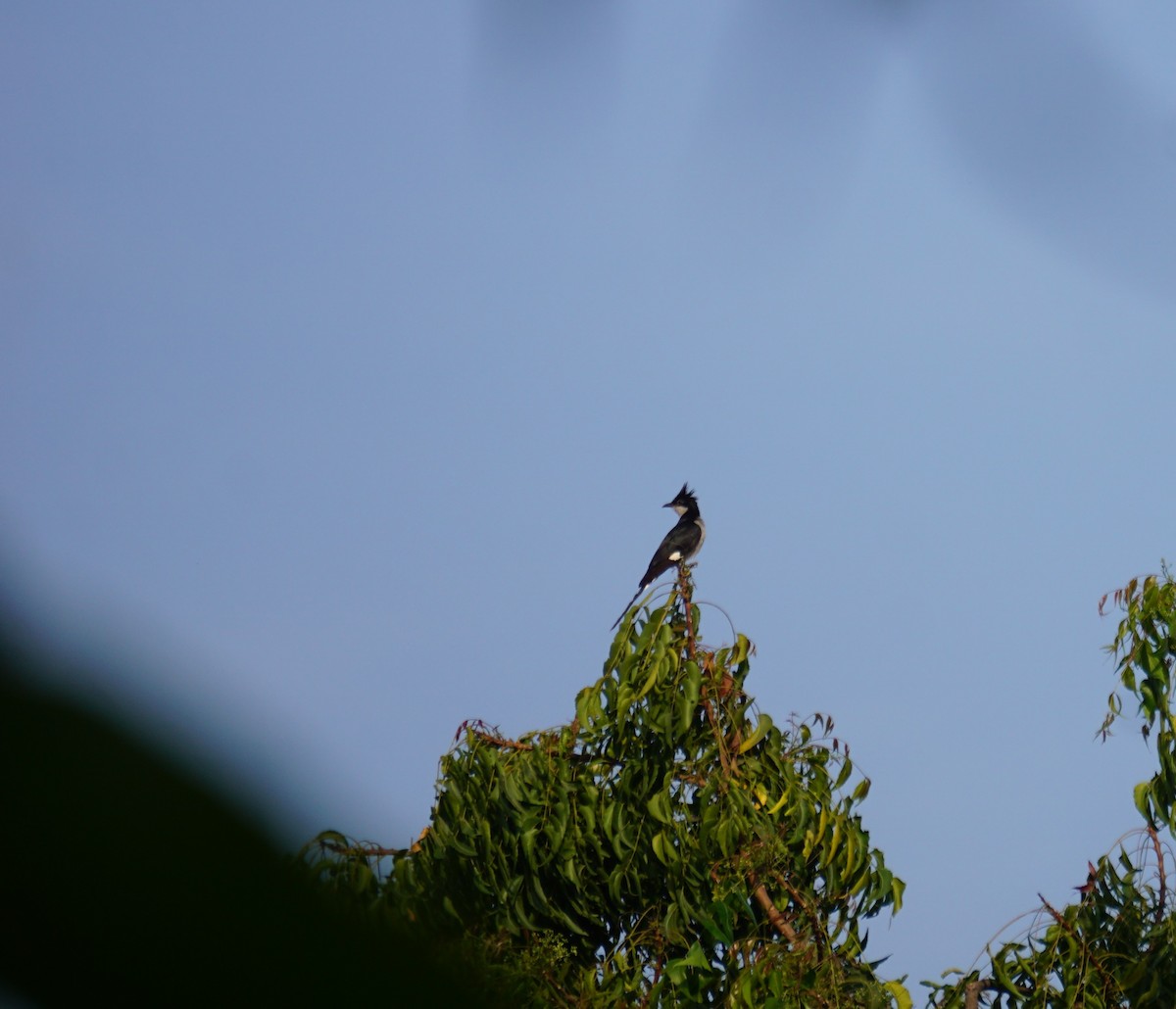 Pied Cuckoo - Srinidhi Kannan