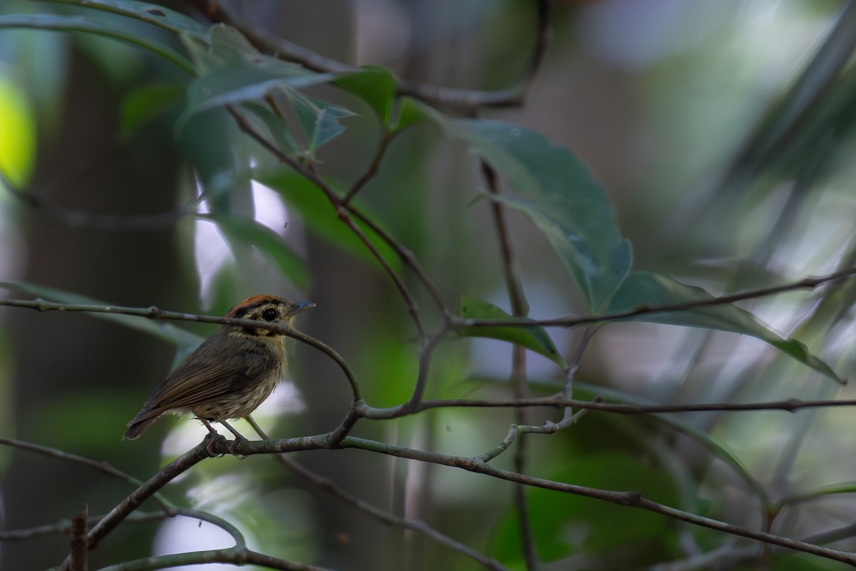 Golden-crowned Spadebill - Victor Castanho