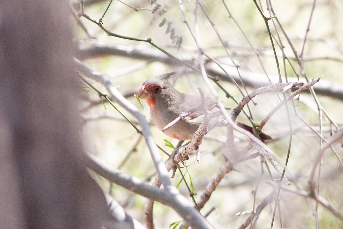 Pyrrhuloxia - Nathan French