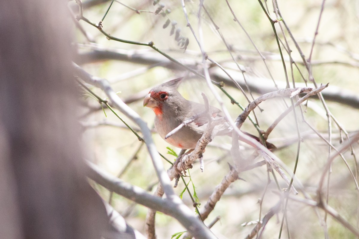 Pyrrhuloxia - Nathan French