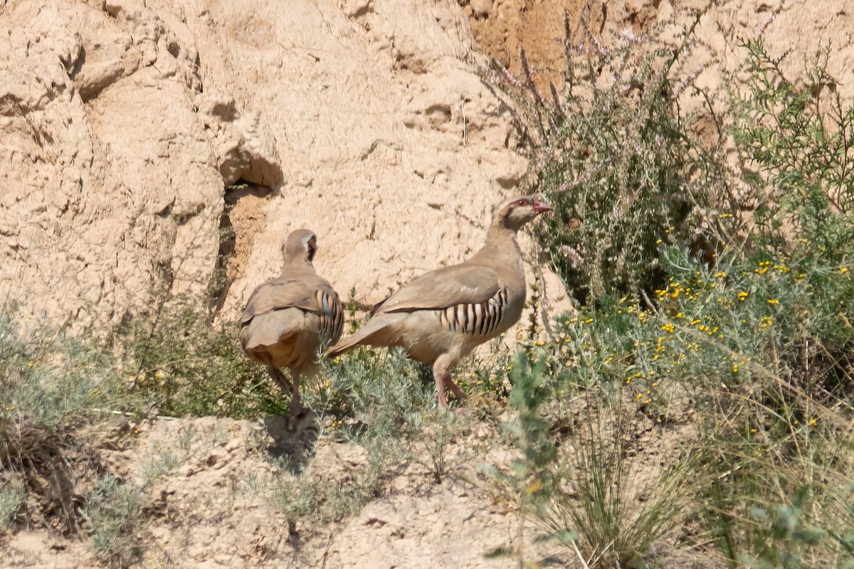 Przevalski's Partridge - ML615699243