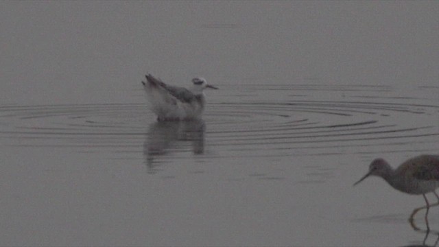 Phalarope à bec large - ML615699390