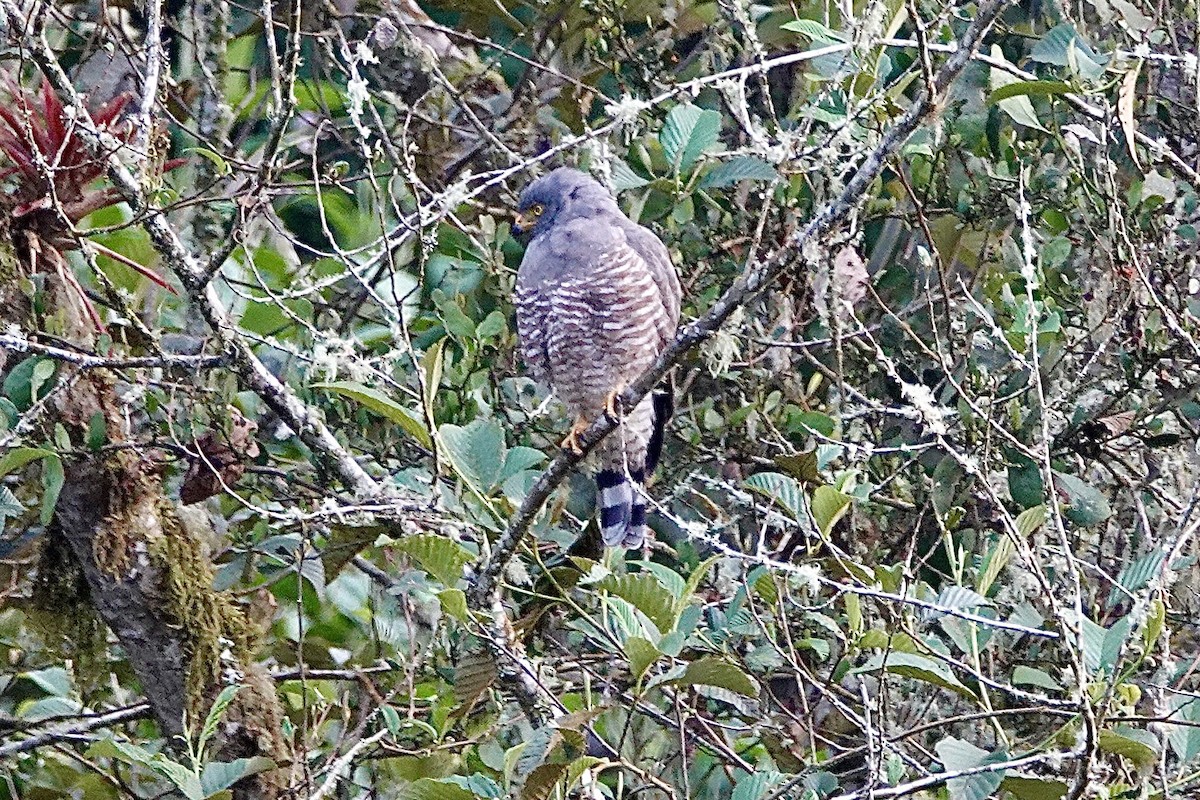 Roadside Hawk - ML615699455