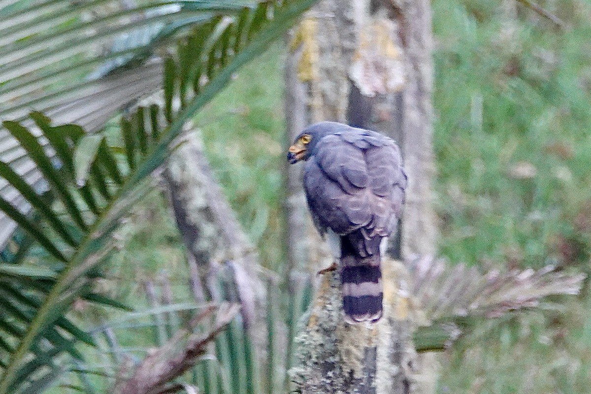 Roadside Hawk - ML615699456