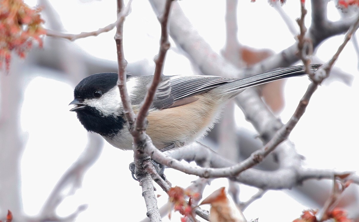 Mésange à tête noire - ML615699457