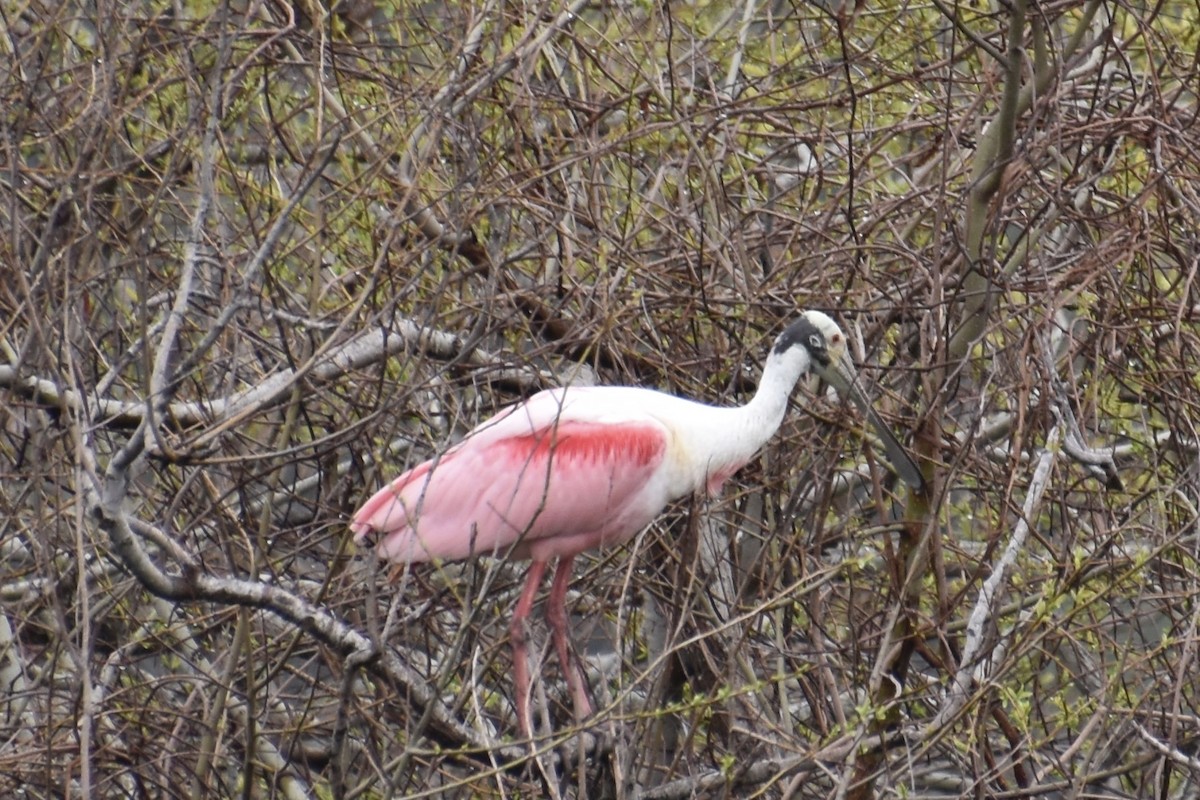 Roseate Spoonbill - ML615699462