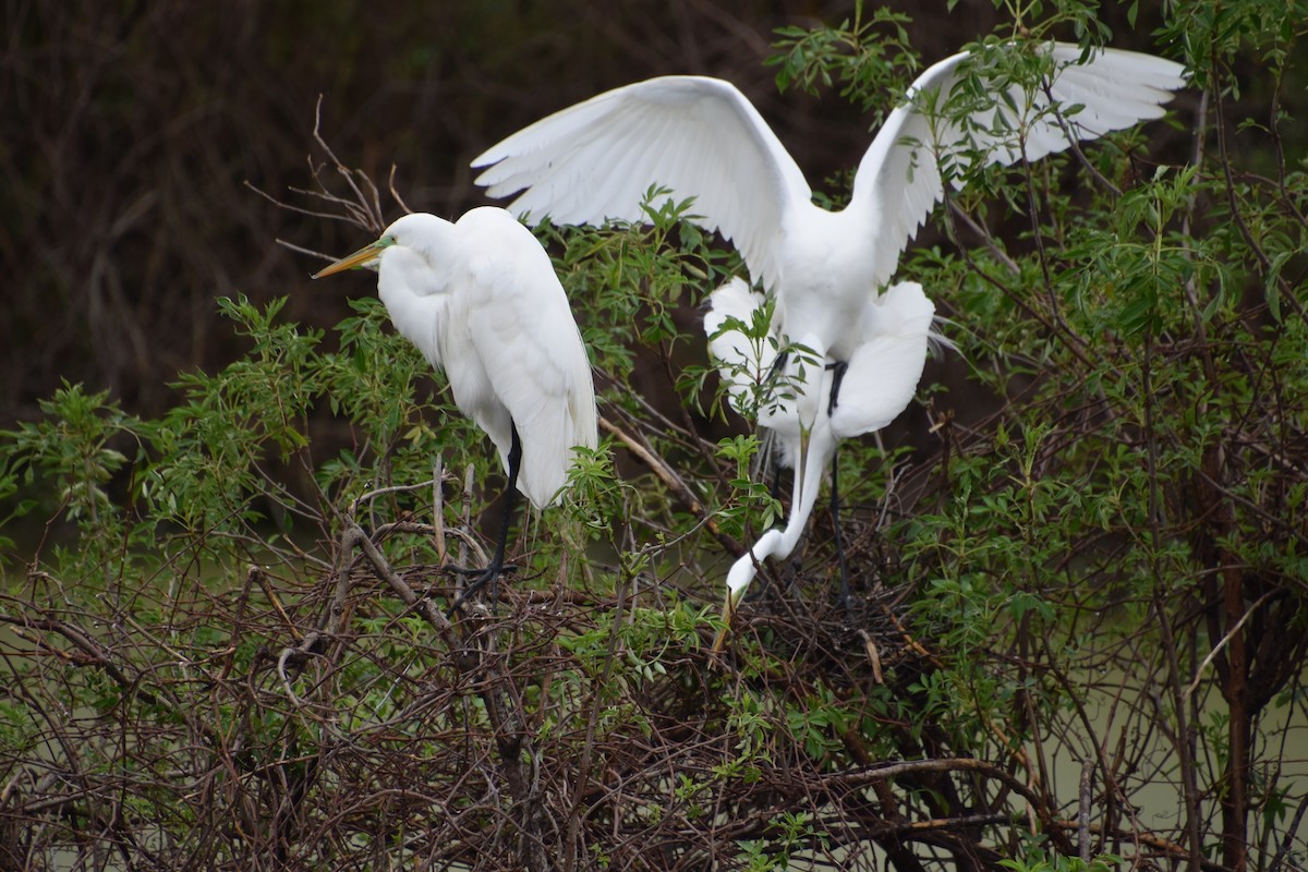 Great Egret - ML615699465