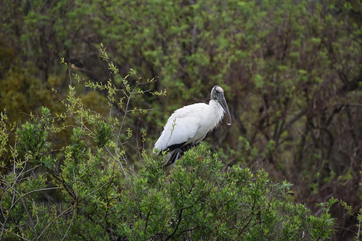 Wood Stork - ML615699467