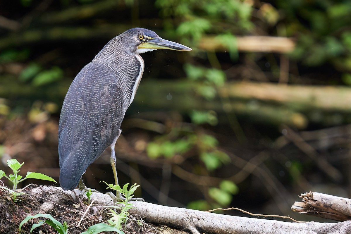 Fasciated Tiger-Heron - ML615699475